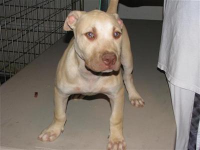 Old Family Rednose Puppies - Female Green